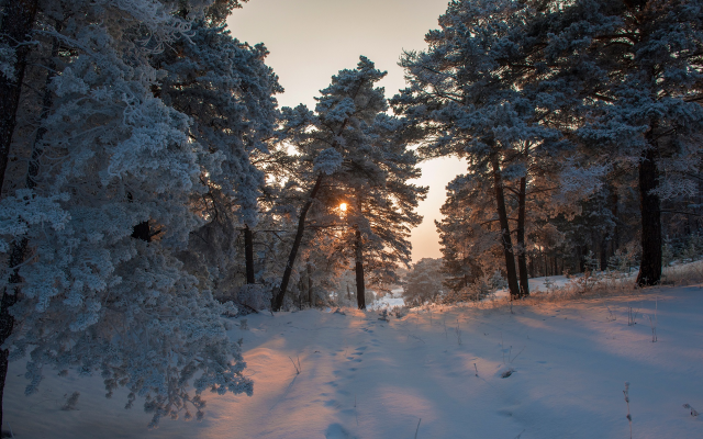 1920x1281 pix. Wallpaper sunlight, nature, tree, winter, snow