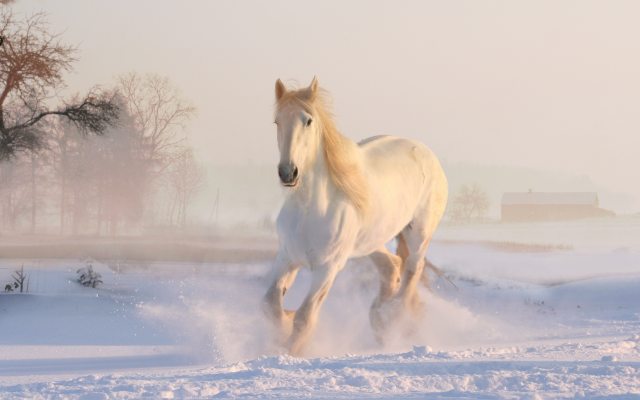 5000x3498 pix. Wallpaper horse, snow, leap, winter, snow dust, animals