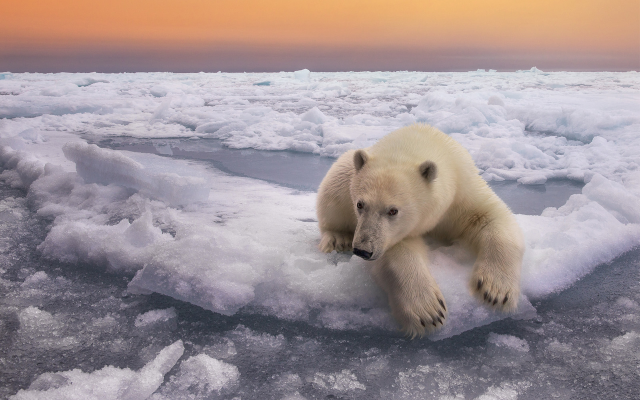 1920x1280 pix. Wallpaper polar bear, bear, animals, ice, winter, snow