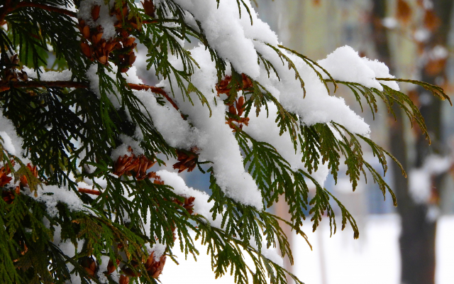 4608x2592 pix. Wallpaper tree, branch, snow, winter, nature