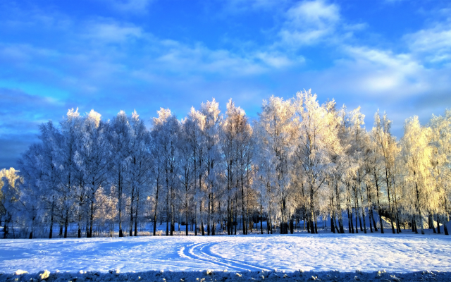 7499x4132 pix. Wallpaper sky, trees, snow, winter, nature