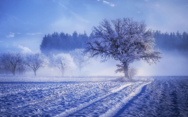 4461x2974 pix. Wallpaper tree, snow, winter, frost, nature