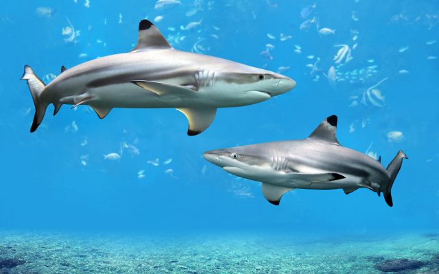 2560x1600 pix. Wallpaper shark, underwater, animals