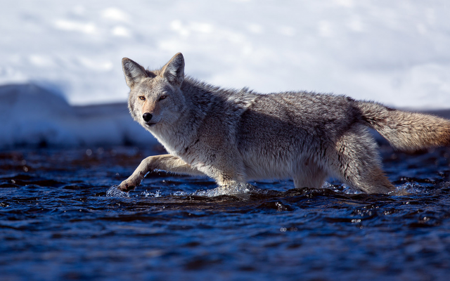 1920x1080 pix. Wallpaper coyote, winter, river, cold, water, animals