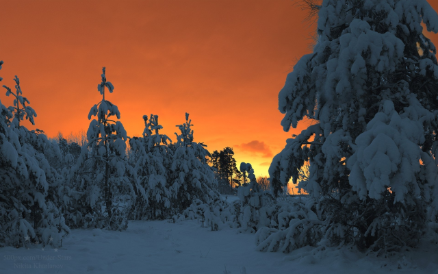 1920x1194 pix. Wallpaper winter fairy tale, winter, forest, snow, winter forest, pine tree, tree, nature, sunset