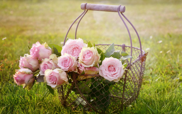 4496x3000 pix. Wallpaper roses, basket, grass, flowers, nature
