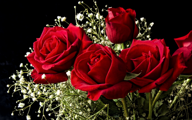 2436x1695 pix. Wallpaper flowers, roses, bouquet, red roses