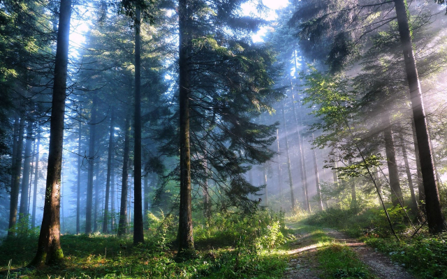 3840x2400 pix. Wallpaper nature, forest, trees, road, sky, morning, sun rays