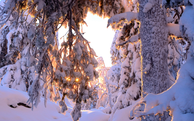 2048x1351 pix. Wallpaper nature, winter, snow, tree, trunk, branches, sun