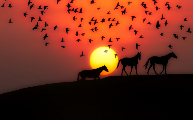 2201x1467 pix. Wallpaper sunset, birds, horse, silhouette