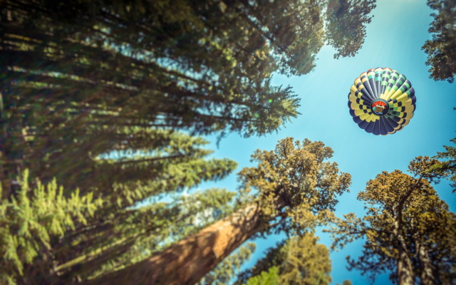 2880x1800 pix. Wallpaper nature, trees, forest, leaves, hot air balloons, pine trees, sky, depth of field, air balloon, ballo