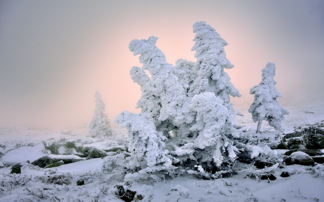 1920x1281 pix. Wallpaper winter, tree, snow, light, nature