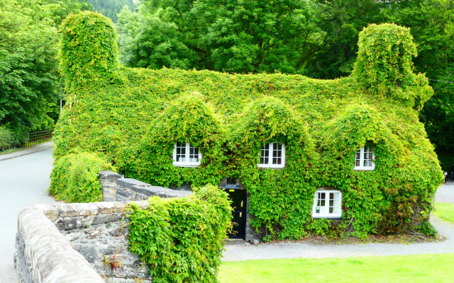 4000x3000 pix. Wallpaper house, ivy, wales, england