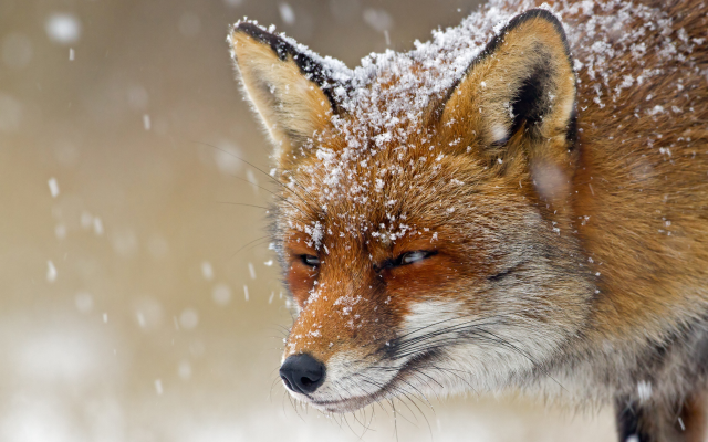 3752x2680 pix. Wallpaper fox, predator, snow, winter, animals