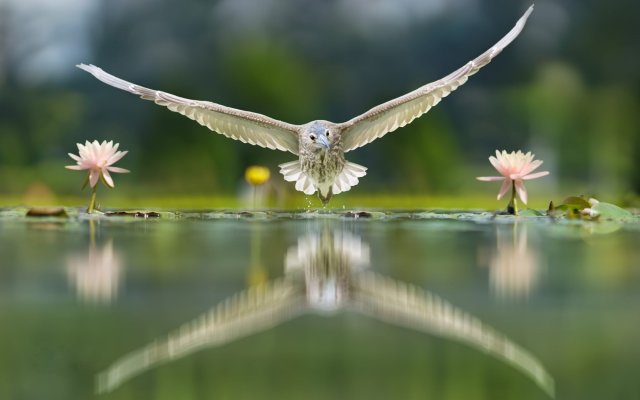 2000x1333 pix. Wallpaper bird, water, flowers, nature, animals, reflection, owl