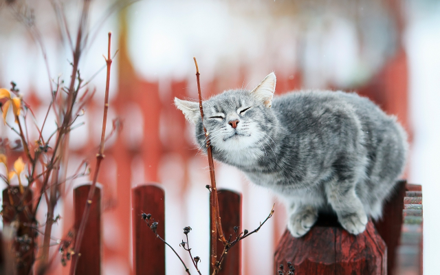 1920x1299 pix. Wallpaper cat, animals, fence, branch