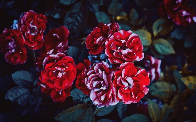 1949x1363 pix. Wallpaper bush, nature, rose, flowers, red roses