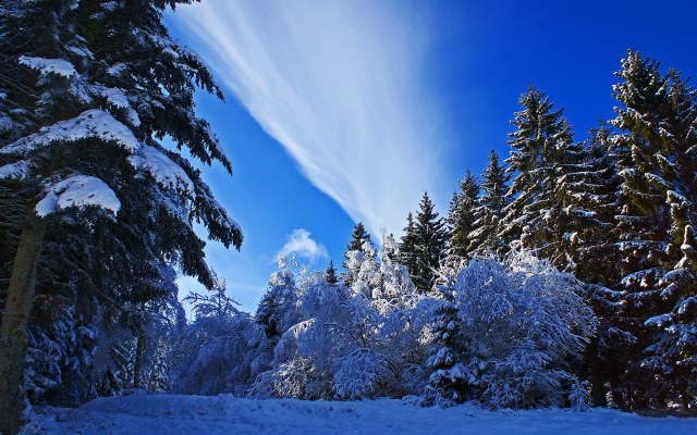 2480x1660 pix. Wallpaper nature, winter, snow, trees, fir trees, sky, forest