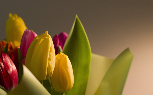 5184x2916 pix. Wallpaper flowers, macro, bokeh, nature, tulips, holiday, march 8