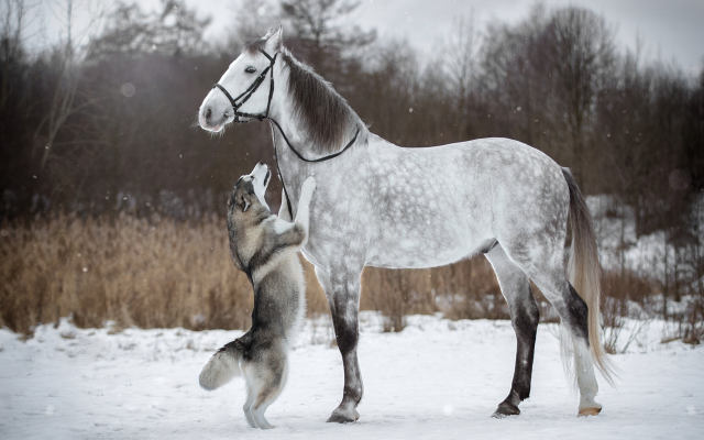1920x1279 pix. Wallpaper horse, husky, dog, animals, friends, snow, winter