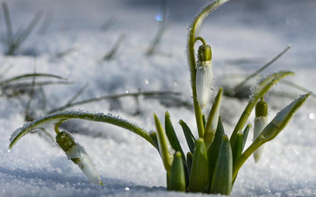 1920x1350 pix. Wallpaper snow, spring, snowdrops, flowers, hoarfrost, nature