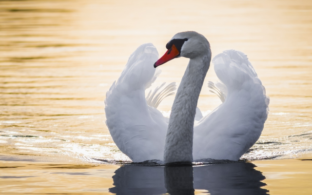 1920x1080 pix. Wallpaper swan, pond, bird, wings