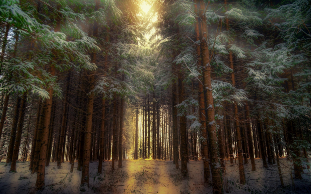 1920x1200 pix. Wallpaper forest, nature, trees, snow, winter