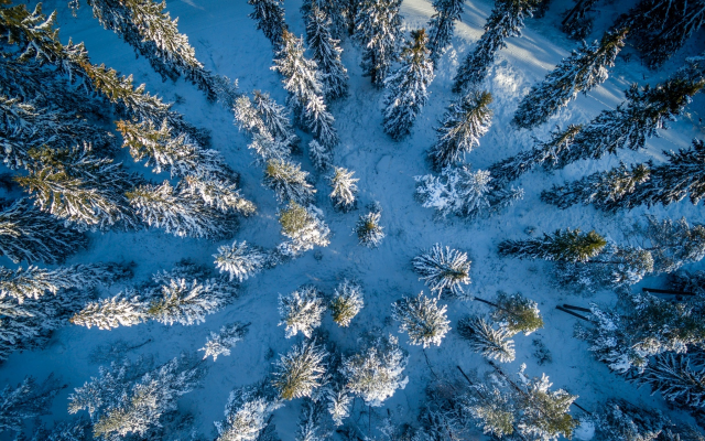 1920x1200 pix. Wallpaper aerial view, nature, trees, winter, snow, forest, tree