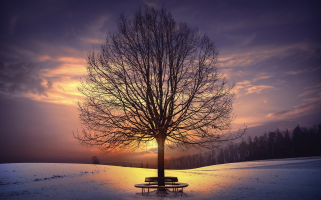 1920x1200 pix. Wallpaper tree, sunlight, nature, winter, sky, snow, sunset