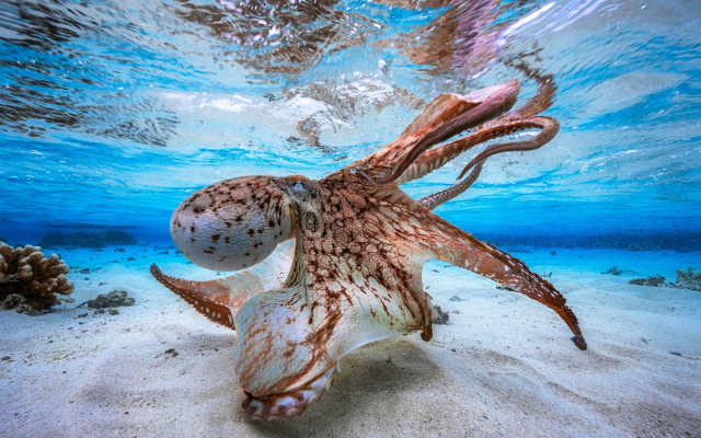 2880x1800 pix. Wallpaper octopus, underwater, sea