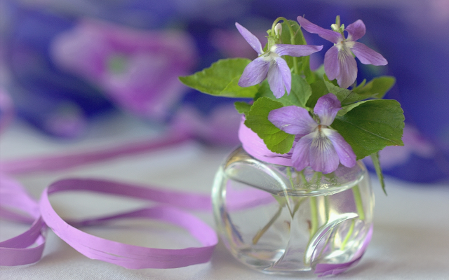 2048x1365 pix. Wallpaper flowers, violet, ribbon, nature
