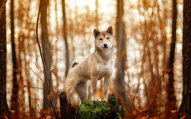 2560x1707 pix. Wallpaper red dog, dog, animals, forest, akita inu