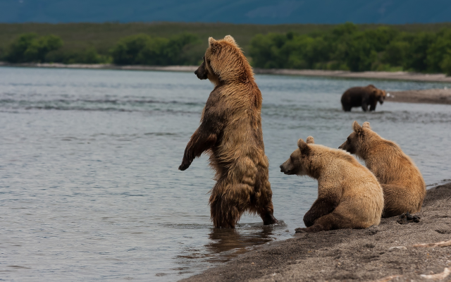 2500x1667 pix. Wallpaper animals, bear, brown bear, lake, kamchatka, kuril lake, russia