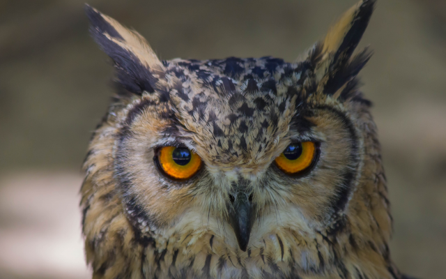 4883x3252 pix. Wallpaper owl, birds, animals, yellow eyes
