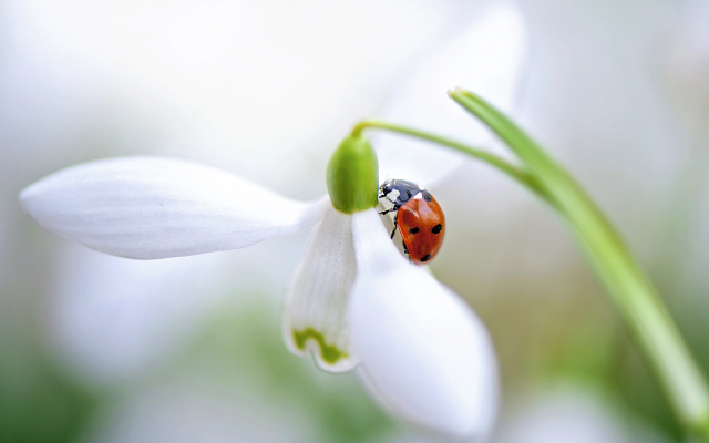 2000x1333 pix. Wallpaper macro, nature, spring, flowers, snowdrop, ladybug