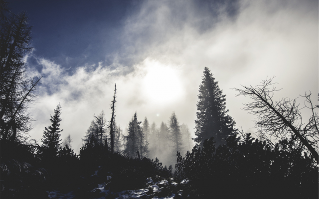 2517x1667 pix. Wallpaper trees, forest, fog, clouds