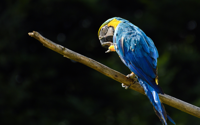 4504x3603 pix. Wallpaper parrot, macaw, branch, bird, animals