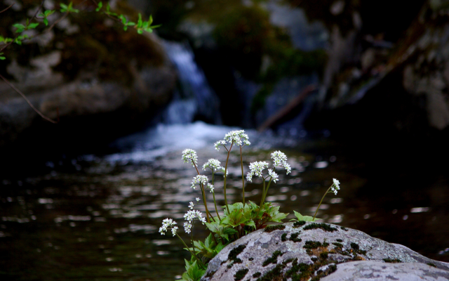 3872x2592 pix. Wallpaper flowers, stones, spring, river, cliff, nature, waterfall
