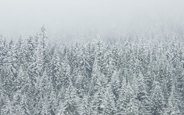 5184x3456 pix. Wallpaper trees, snow, winter, frest, pine