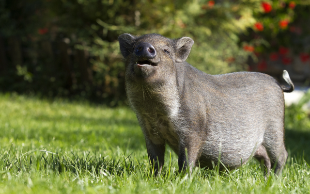 3840x2160 pix. Wallpaper wild boar, grass, happy, wild, pig, animals