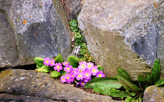 4272x2848 pix. Wallpaper primrose, pink flowers, rocks, spring, flowers, nature