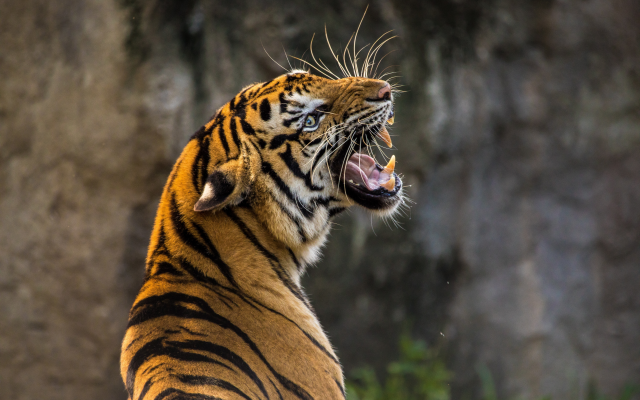 6720x4480 pix. Wallpaper tiger, mouth, roar, bokeh, animals