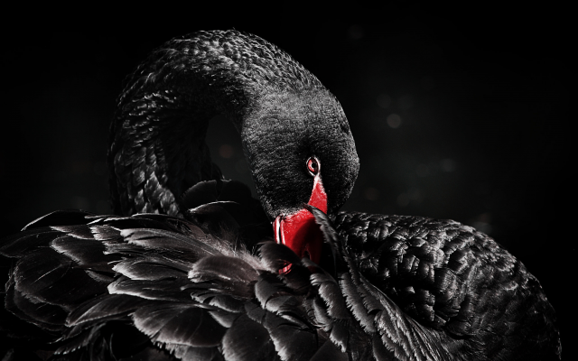 2048x1371 pix. Wallpaper bird, swan, black swan, animals