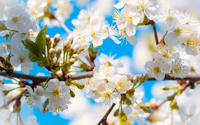 2560x1600 pix. Wallpaper spring, tree, branches, bloom, flowers, nature