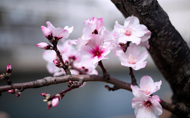 2048x1368 pix. Wallpaper nature, spring, bloom, tree, branch, flowers, almond
