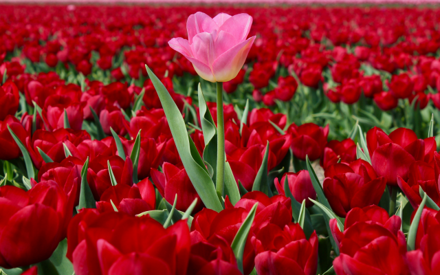 5012x3261 pix. Wallpaper nature, spring, bloom, flowers, tulips