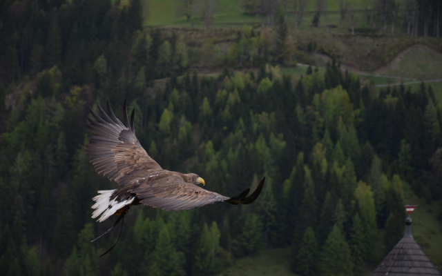 4928x3264 pix. Wallpaper eagle, nature, landscape, forest, bird, flight, animals