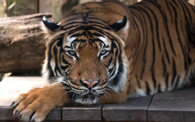 3840x2560 pix. Wallpaper tiger, animals, wild cat, zoo