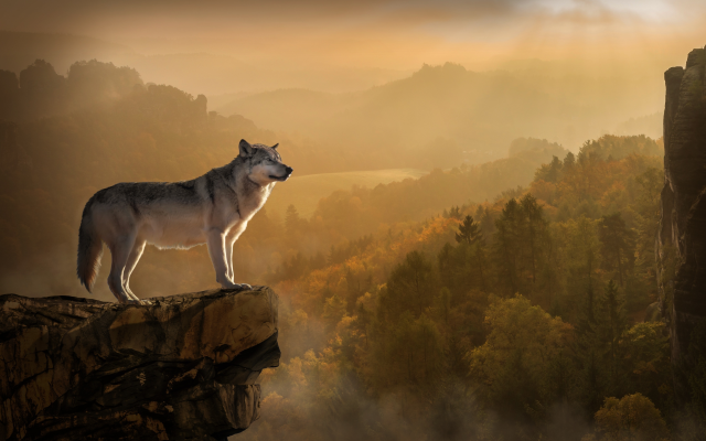 4000x2667 pix. Wallpaper animals, predator, wolf, nature, rocks, forest, twilight