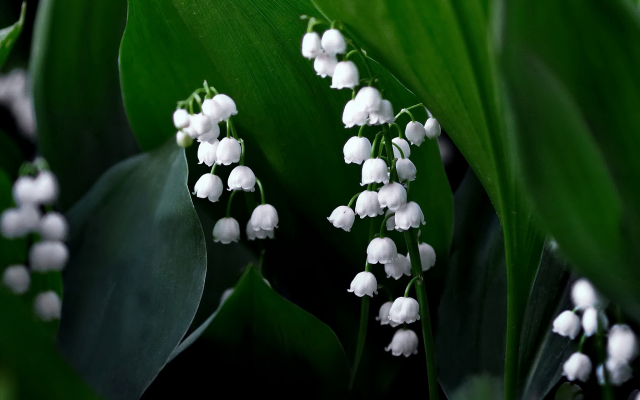 2048x1366 pix. Wallpaper flowers, lilies of the valley, spring, nature
